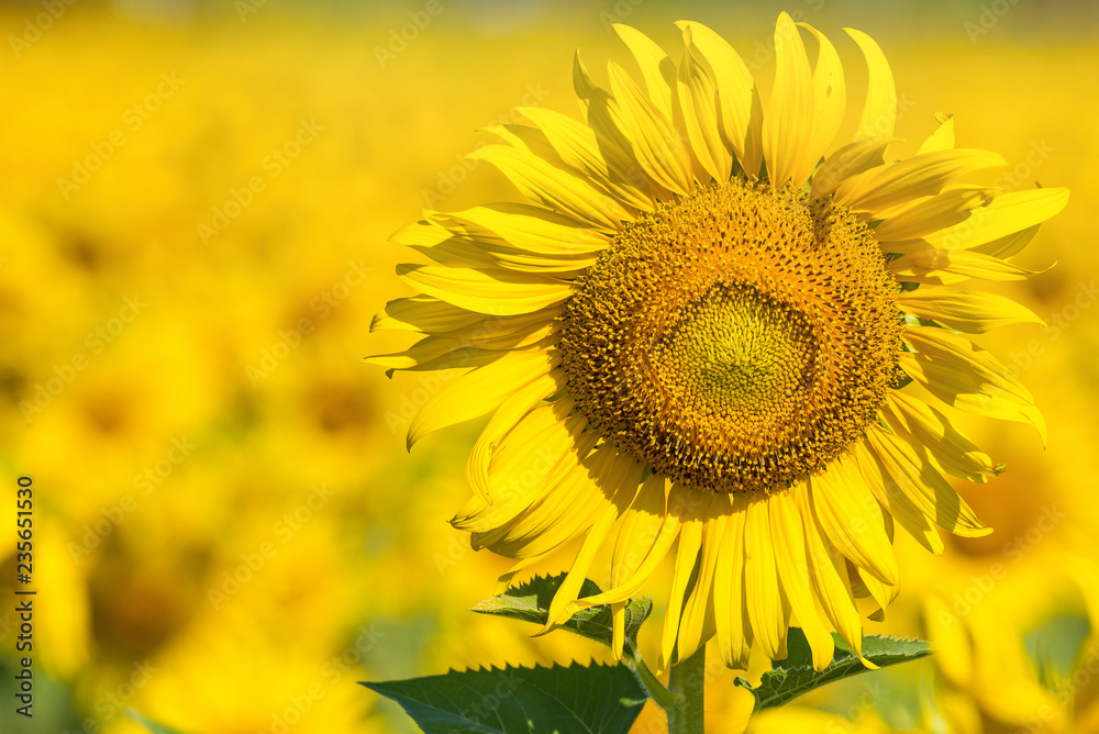 Beautiful landscape with field of blooming sunflowers field over cloudy blue sky and bright sun lights.Thailand. Beautiful landscape with field of blooming sunflowers field over cloudy blue sky and bright sun lights.Thailand.
