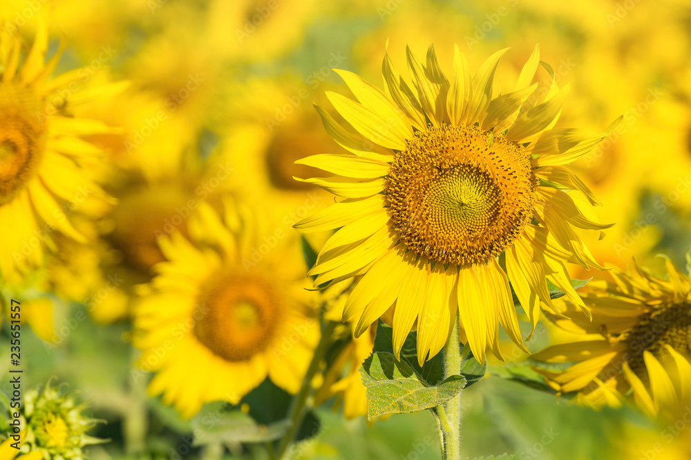 Beautiful landscape with field of blooming sunflowers field over bright sun lights.Thailand. Beautiful landscape with field of blooming sunflowers field over bright sun lights.Thailand.