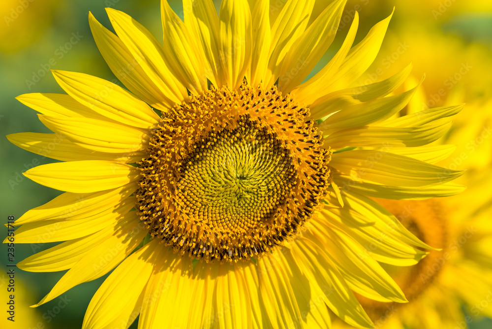 Close-up of beautiful blooming sunflowers field bright sun lights.Thailand. Close-up of beautiful blooming sunflowers field bright sun lights.Thailand.