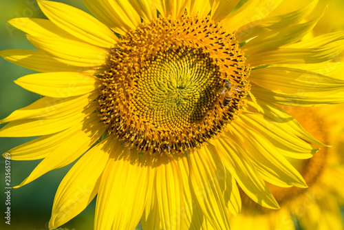 The little bee is sucking sweet water from the blossoming sunflower.Thailand.