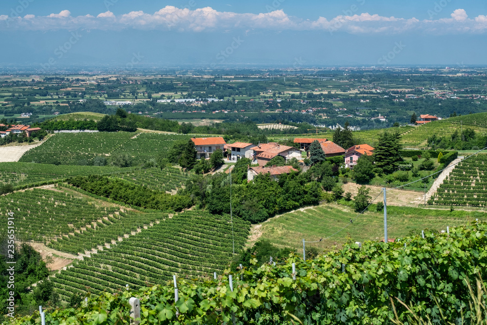 Vineyards of Langhe (Cuneo, Piedmont, Italy) at summer between Dogliani and Mondovì