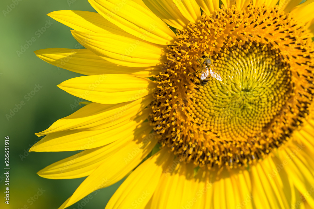 Obraz premium The little bee is sucking sweet water from the blossoming sunflower.Thailand.
