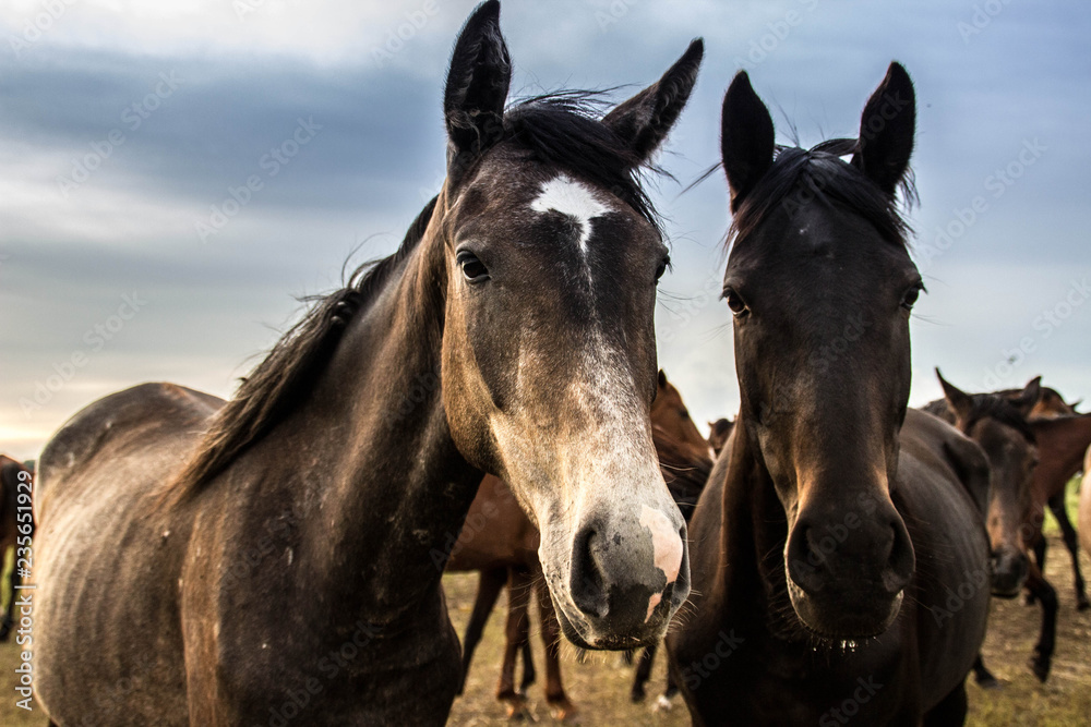 Obraz premium A herd of horses grazes and frolics with each other at sunset. Farm life