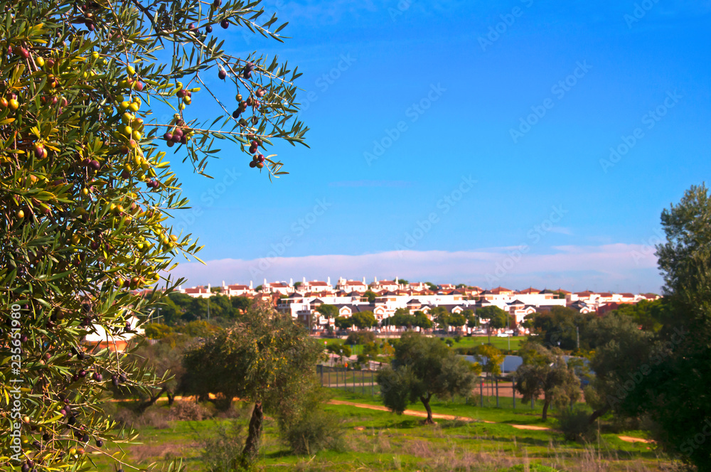Olive tree in the park and white houses