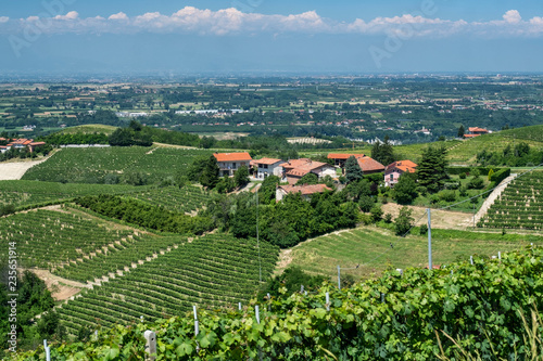 Vineyards of Langhe  Cuneo  Piedmont  Italy  at summer between Dogliani and Mondov  