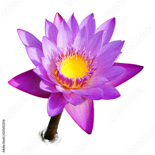 Purple water lily on stem isolated on white background. Lotus flower isolated on white background. Top view of pink water lily on white background