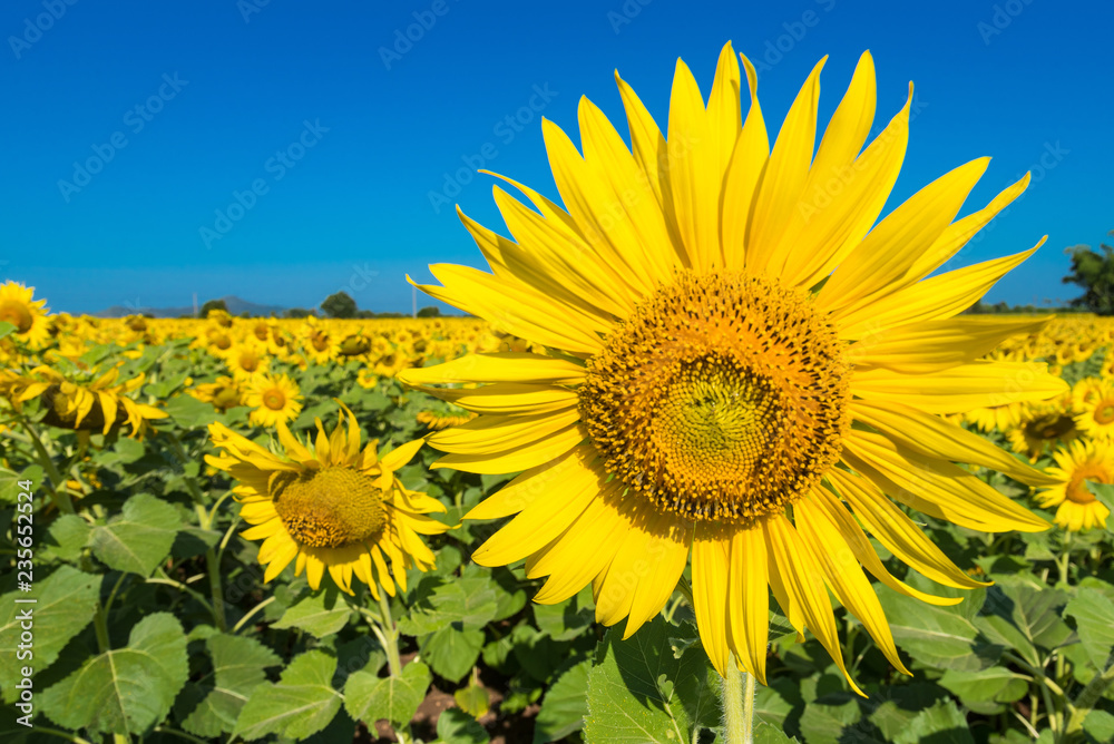 Beautiful landscape with field of blooming sunflowers field over cloudy blue sky and bright sun lights.Thailand.