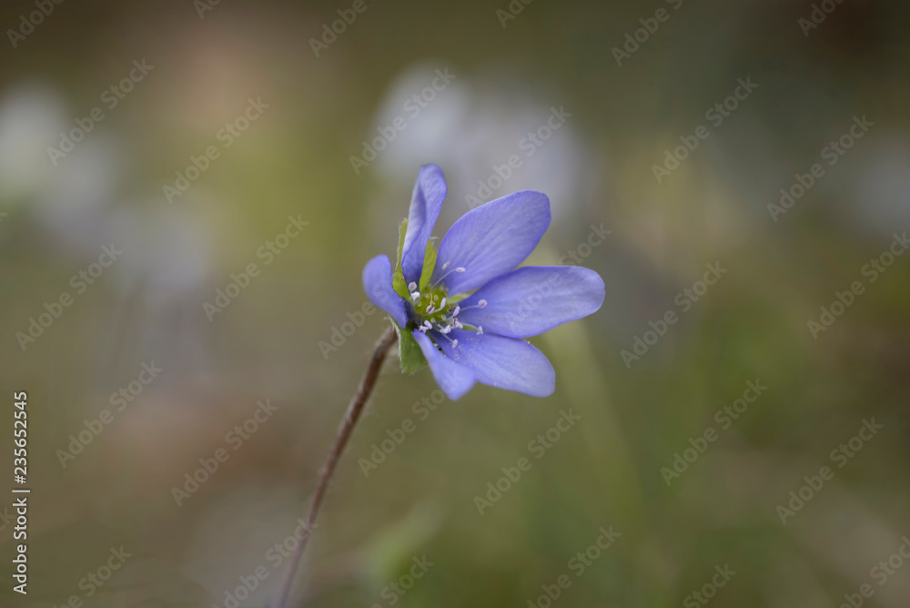 Leberblümchen Leberblümchen