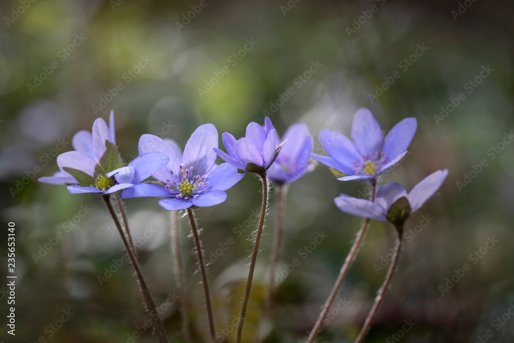 Leberblümchen Leberblümchen
