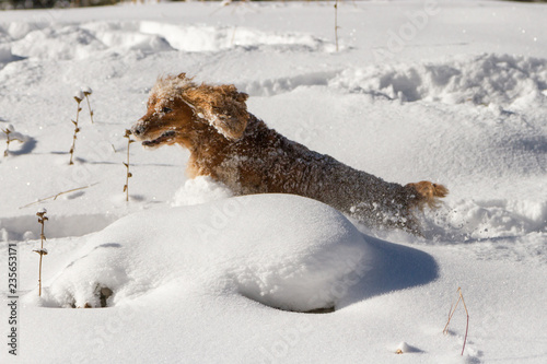 Running happy English cocker spaniel on snow © korvit