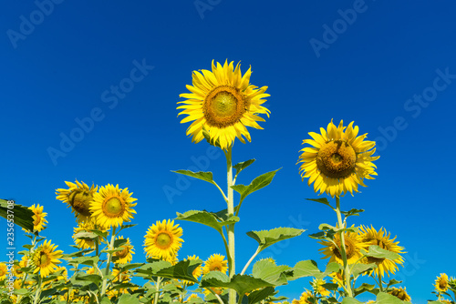 Beautiful landscape with field of blooming sunflowers field over cloudy blue sky and bright sun lights.Thailand.