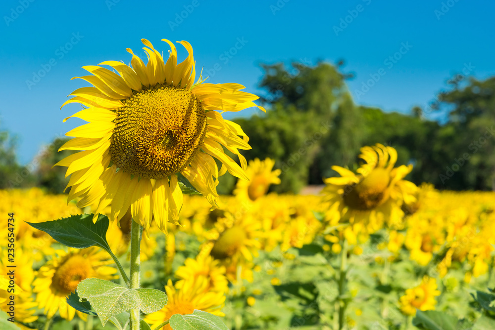Obraz premium Beautiful landscape with field of blooming sunflowers field over cloudy blue sky and bright sun lights.Thailand.