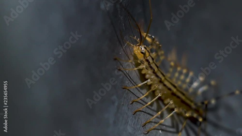 Close up Scutigera coleoptrata, eerie insect in the sink. Scary creature with lots of legs, space for text, slow motion photo