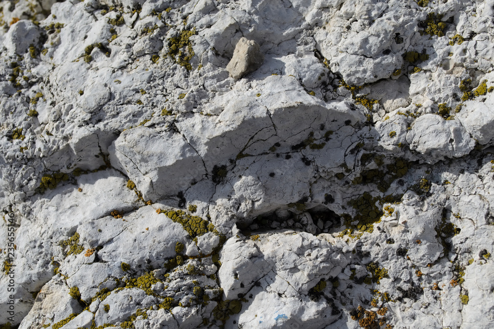 lichen growing on a rock