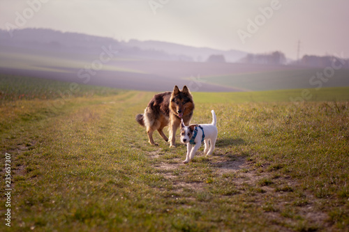 Bohemian Shepherd and Parson Russell Terrier Puppy