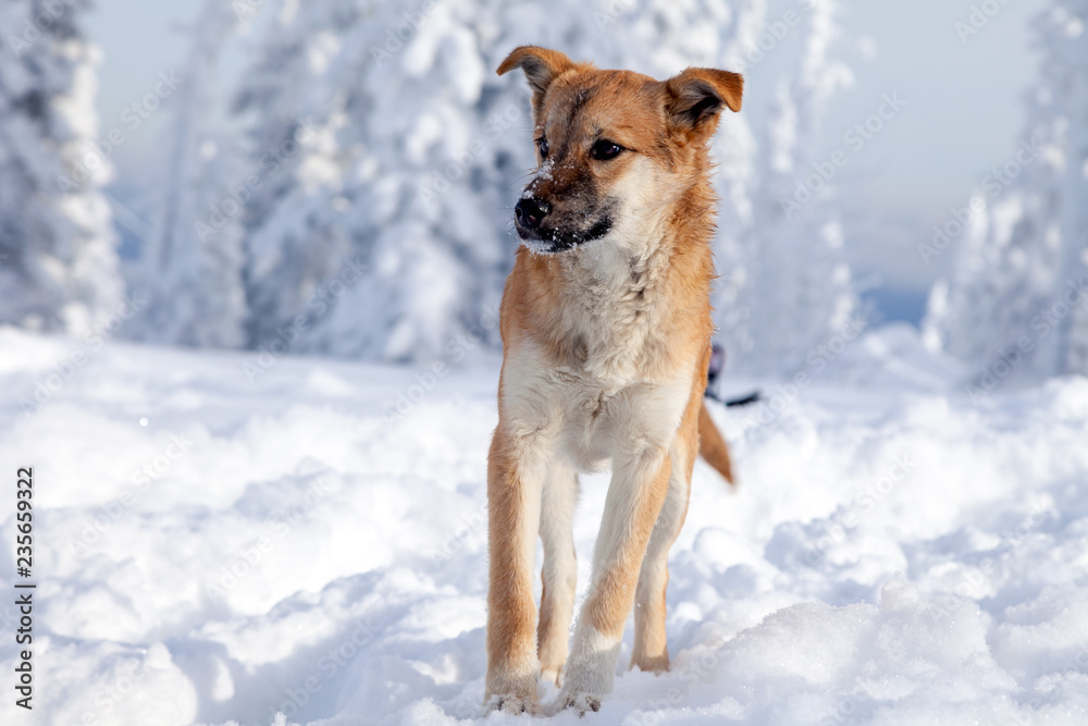 A cute dog with brown hair, a bite black face in the snow, is looking for a treat. Lost pet concept, stray dog