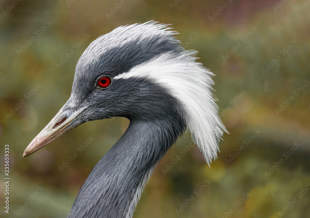 Portrait of a beautiful demoiselle crane bird. Nature and wild bird image.