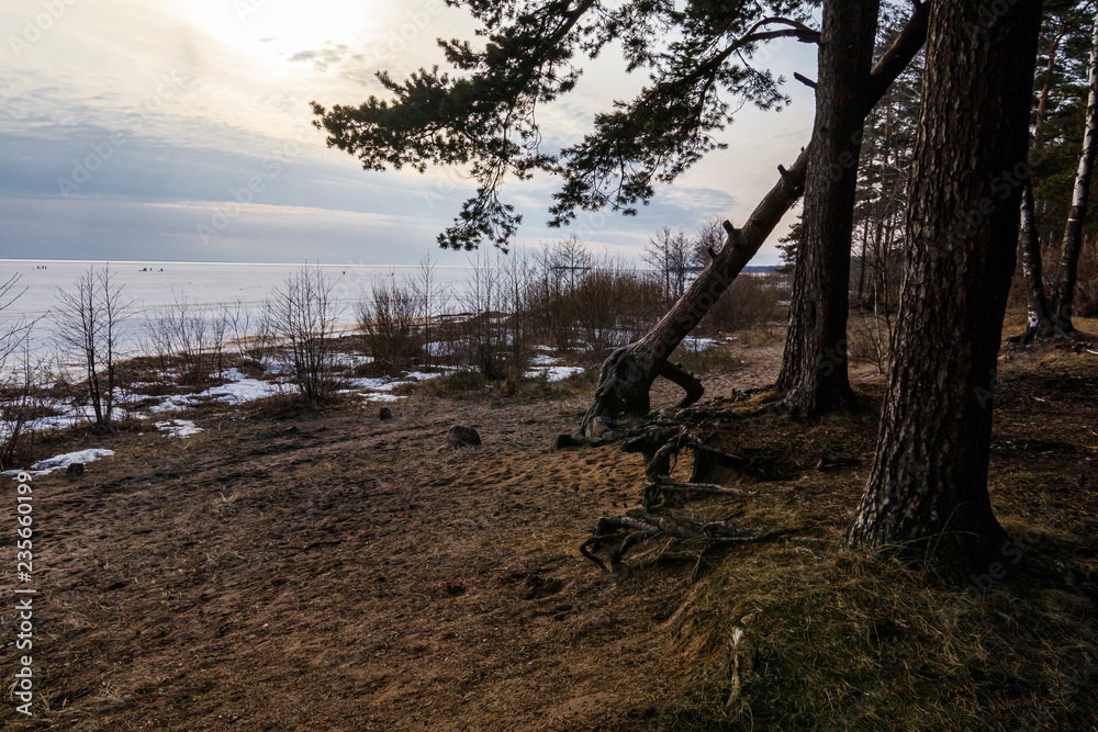 tree on the shore of the Gulf of Finland