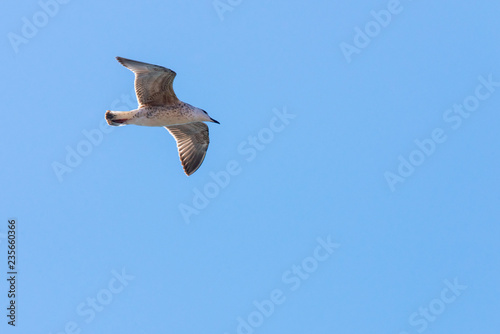 Seagull in flight in nature