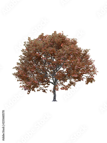 London plane tree isolated on white background with clipping path. High resolution.