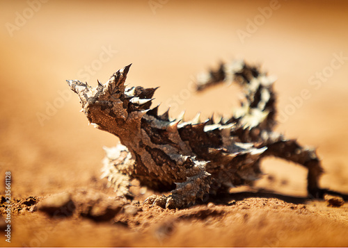 Thorny Devil