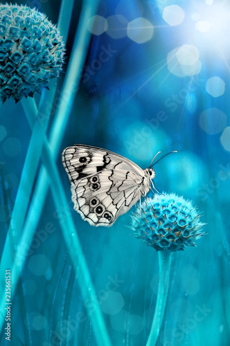 Photography Beautiful  butterfly  sitting on flower in a summer garden