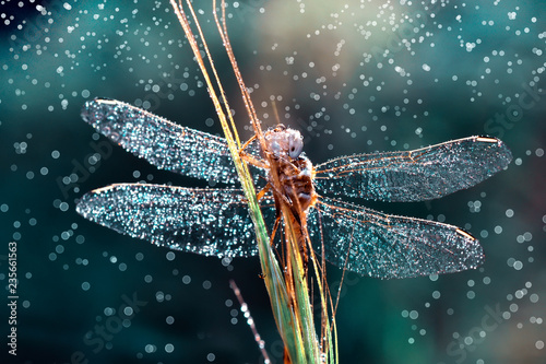 Beautiful dragonfly sitting on flower in a summer garden