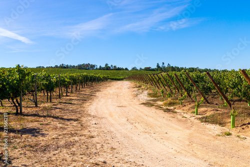 Rural road at vineyard. Country road in Vineyard with rows of grapes photo