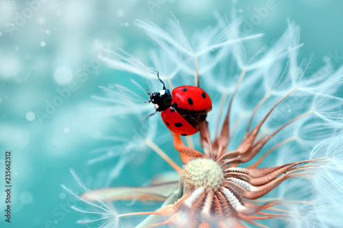 Beautiful  Ladybug  sitting on flower in a summer garden