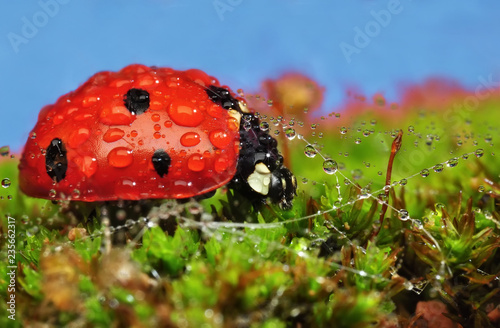 Beautiful  Ladybug  sitting on flower in a summer garden photo