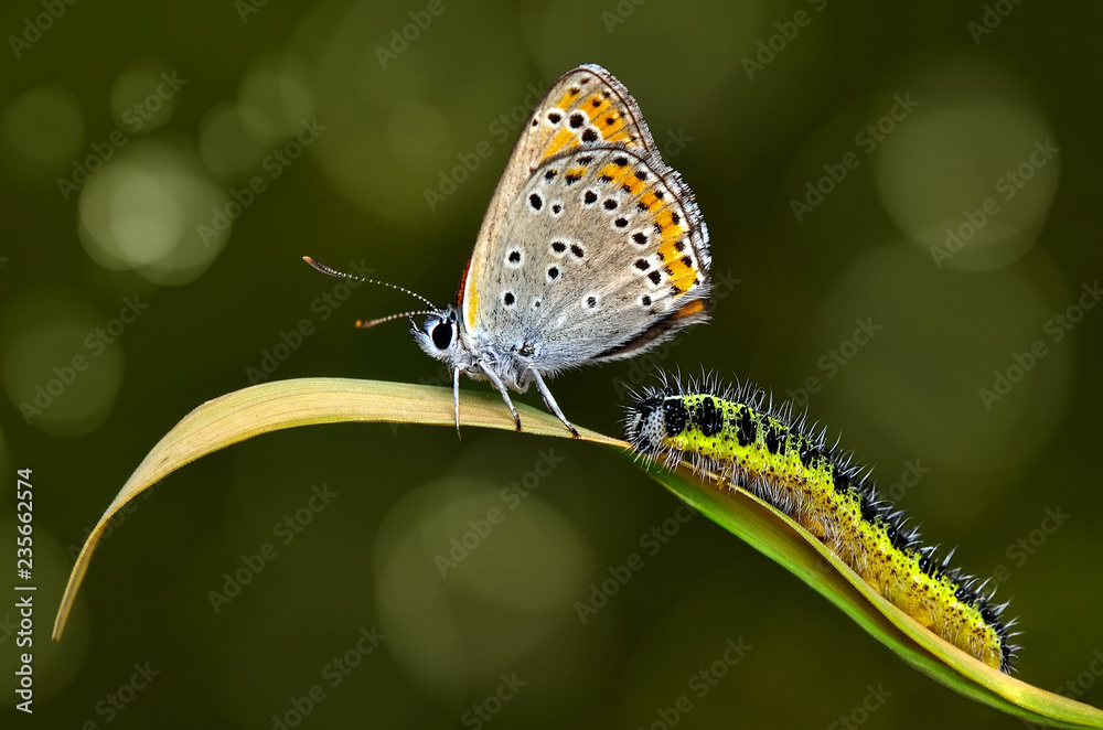 Fototapeta premium Beautiful butterfly sitting on flower in a summer garden