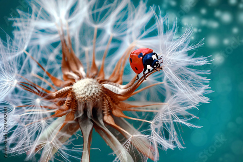 Beautiful Ladybug sitting on flower in a summer garden