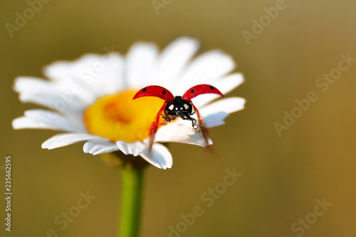 Beautiful  Ladybug  sitting on flower in a summer garden photo