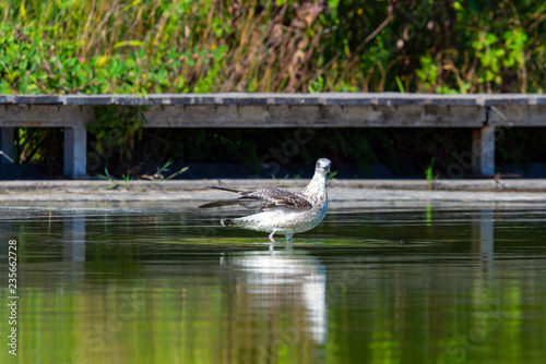 Seagull floating on a fresh water pond