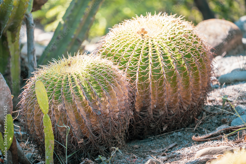 Golden Barrel Cactus(Echinocactus grusonii) in a dryland garden background, close up