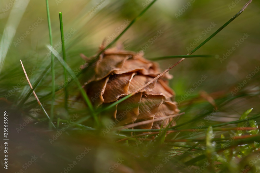 Zirbenzapfen