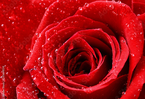 Closeup of red rose with dr...
