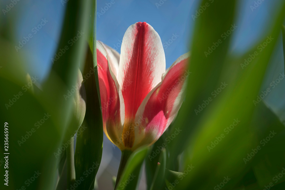 Naklejka premium Tulpe