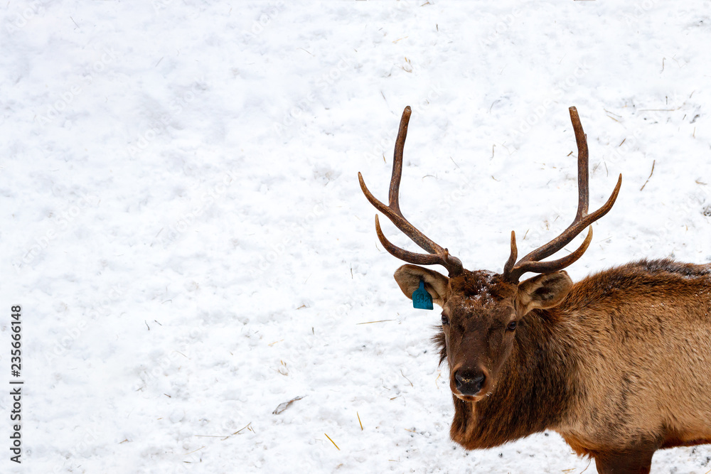 Portrait of Royal red deer buck with horns, maral on deer farm