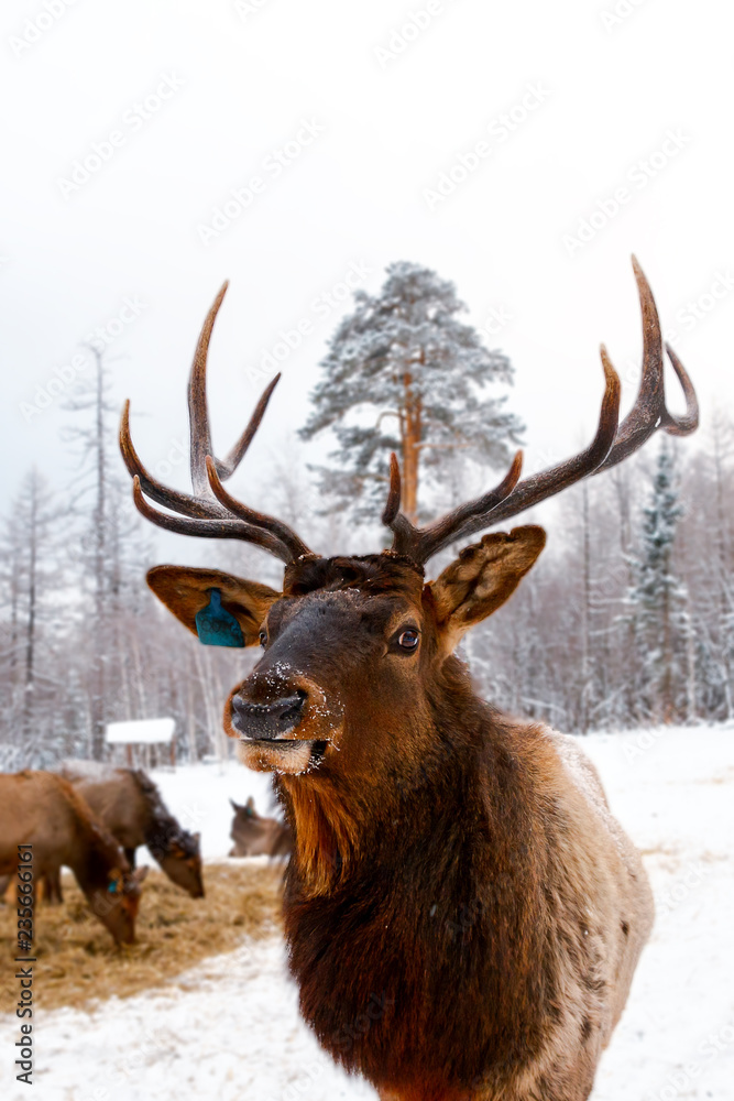 Portrait of Royal red deer buck with horns, maral on deer farm Portrait of Royal red deer buck with horns, maral on deer farm