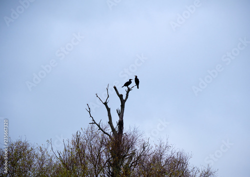 Two Cranes in Tree