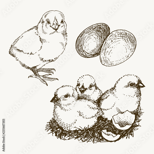 Fototapeta Vector chick breeding hand drawn set