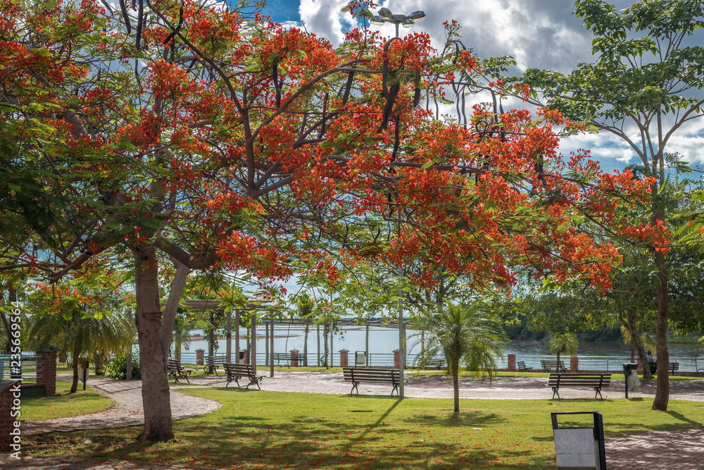 Naklejka premium Flamboyant at Araguaia River