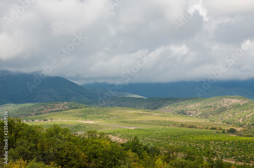 natural background vineyard in the mountains