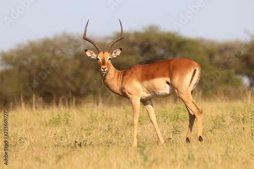 Impala in the African bushveld © LUMO
