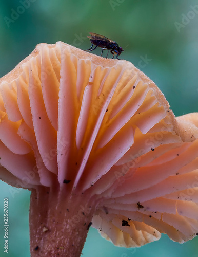 Woodland fungi mushroom which are often called toadstalls photo