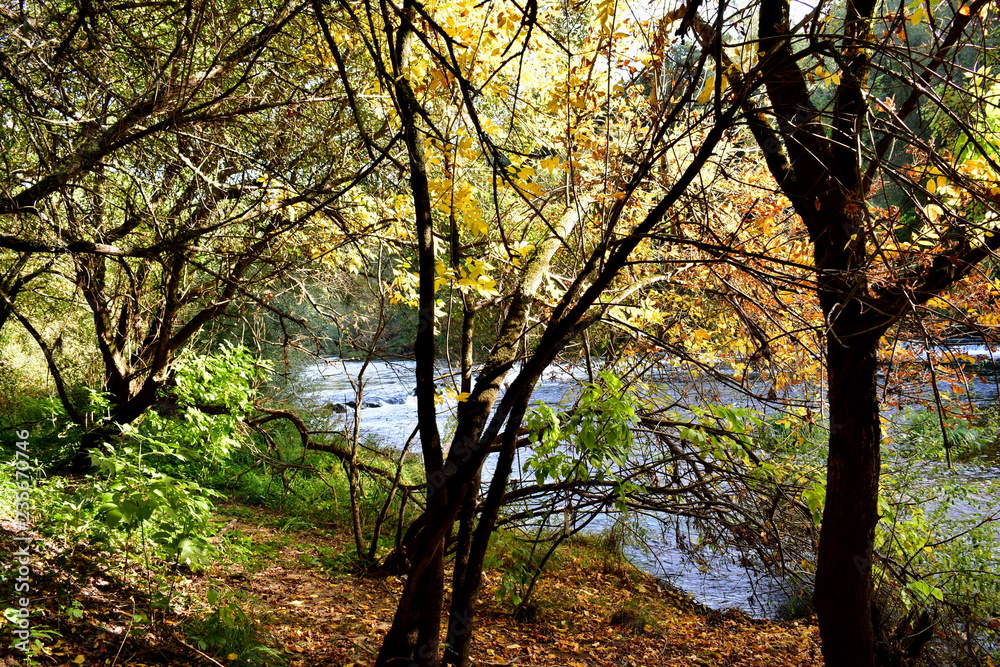 Autumn colours in the forest. River, trees, path and exuberant vegetation. Galicia, Spain. Autumn colours in the forest. River, trees, path and exuberant vegetation. Galicia, Spain.