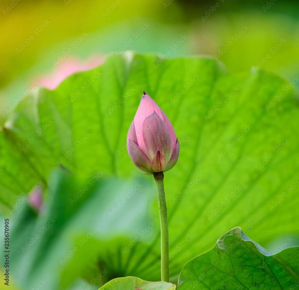 Lotus pink color Blossoming in the lotus pond. Lotus pink color Blossoming in the lotus pond.
