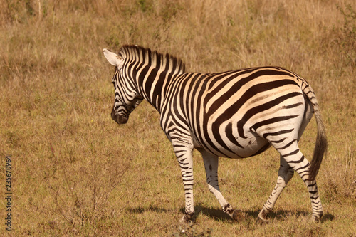 Zebra in the African bushveld