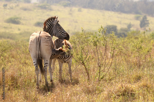 Young Zebra with mother in the African bushveld